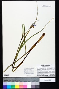 Tradescantia ohiensis image