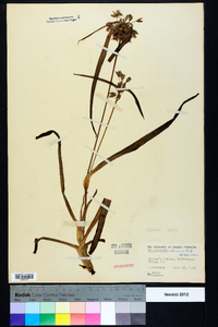 Tradescantia ohiensis image