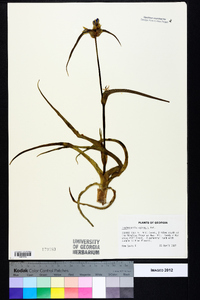 Tradescantia ohiensis image