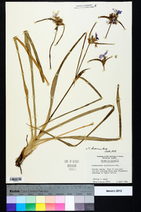 Tradescantia ohiensis image