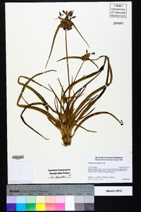 Tradescantia roseolens image