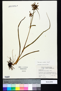 Tradescantia roseolens image