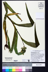 Tradescantia subaspera image