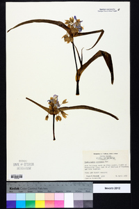 Tradescantia subaspera image