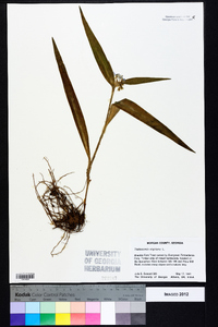 Tradescantia virginiana image