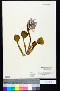 Eichhornia crassipes image