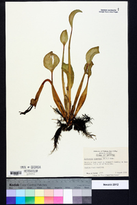 Eichhornia crassipes image