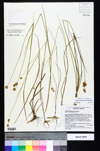 Juncus brachycarpus image