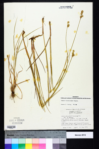 Juncus brachycarpus image