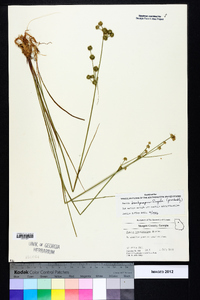 Juncus brachycarpus image