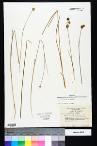 Juncus brachycarpus image