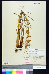 Juncus coriaceus image