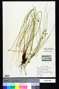 Juncus coriaceus image