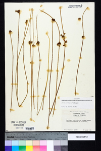 Juncus coriaceus image