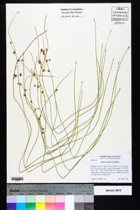 Juncus coriaceus image