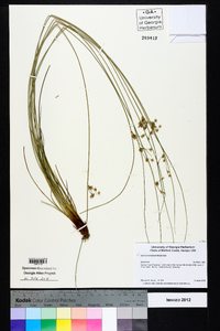 Juncus coriaceus image