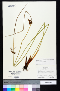 Juncus coriaceus image