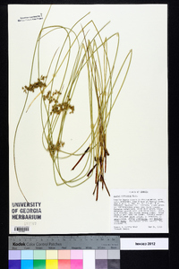 Juncus coriaceus image