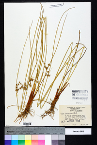 Juncus coriaceus image