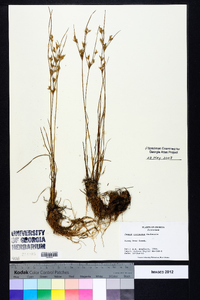 Juncus coriaceus image