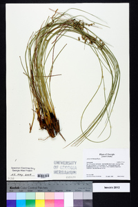 Juncus coriaceus image