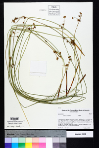 Juncus coriaceus image