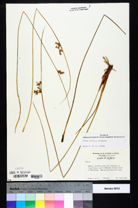 Juncus coriaceus image