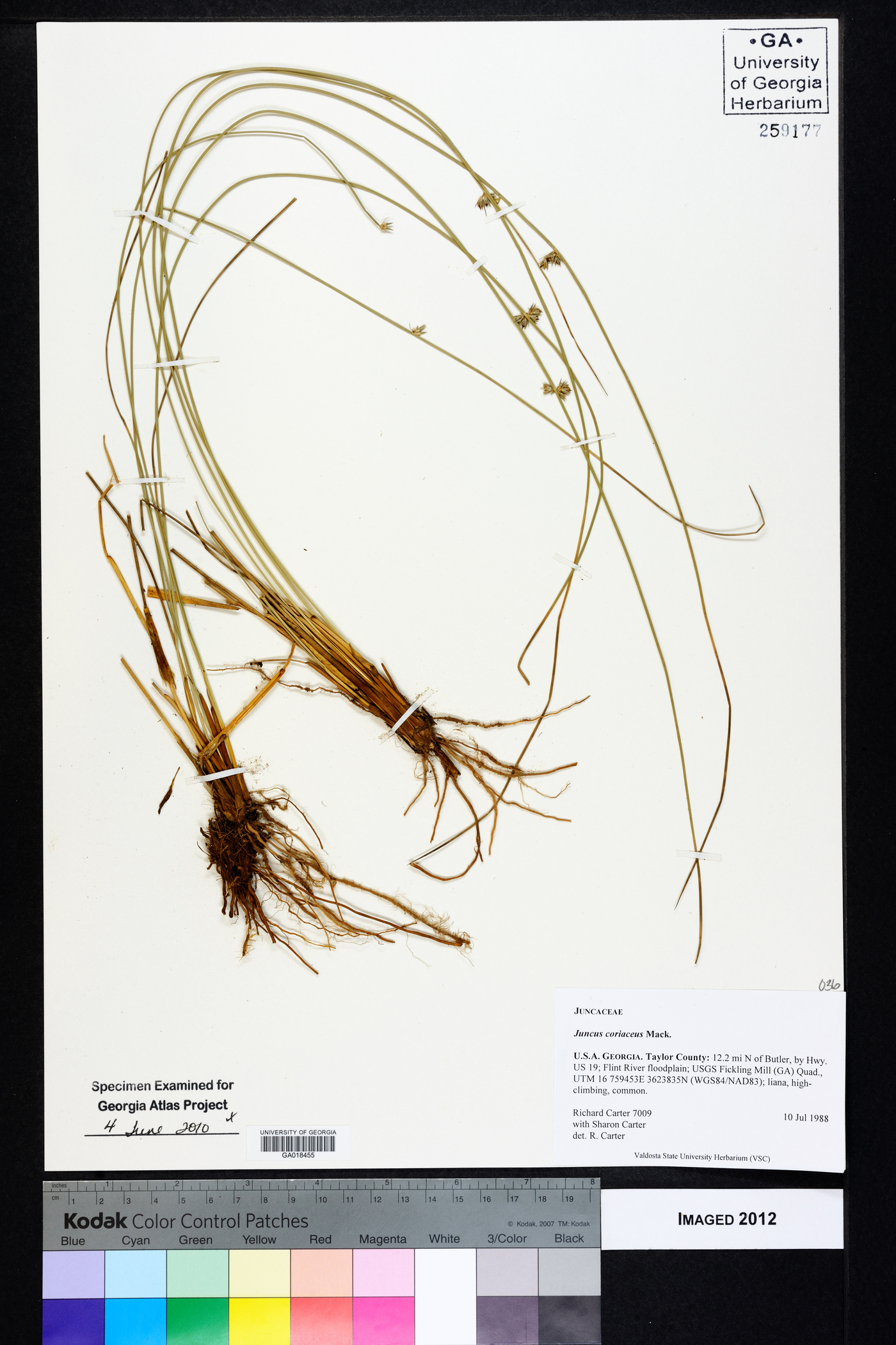 Juncus coriaceus image