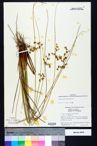 Juncus coriaceus image