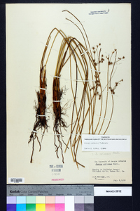 Juncus coriaceus image