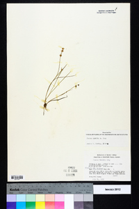 Juncus debilis image