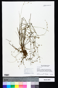 Juncus debilis image