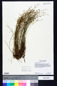 Juncus debilis image