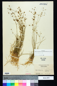 Juncus debilis image