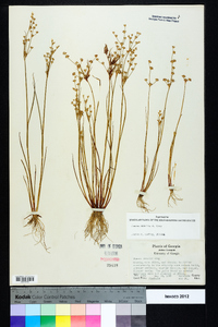 Juncus debilis image