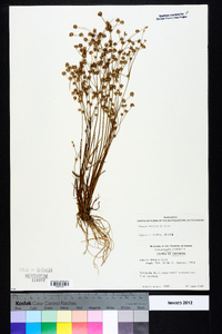 Juncus debilis image