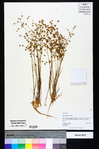 Juncus debilis image