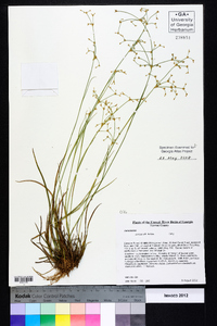 Juncus debilis image