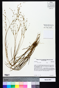 Juncus debilis image