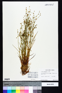 Juncus debilis image