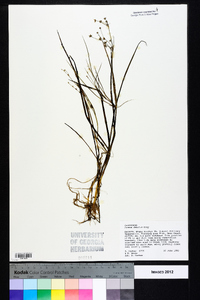 Juncus debilis image