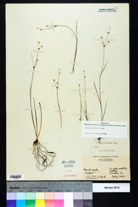 Juncus debilis image