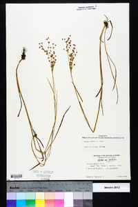 Juncus debilis image