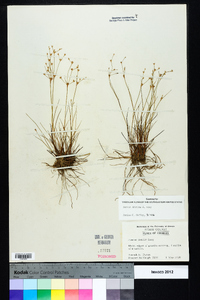 Juncus debilis image