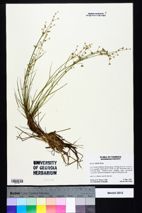 Juncus debilis image