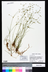 Juncus debilis image