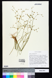 Juncus debilis image