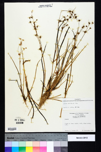 Juncus debilis image