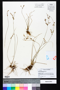 Juncus dichotomus image