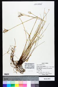 Juncus dichotomus image